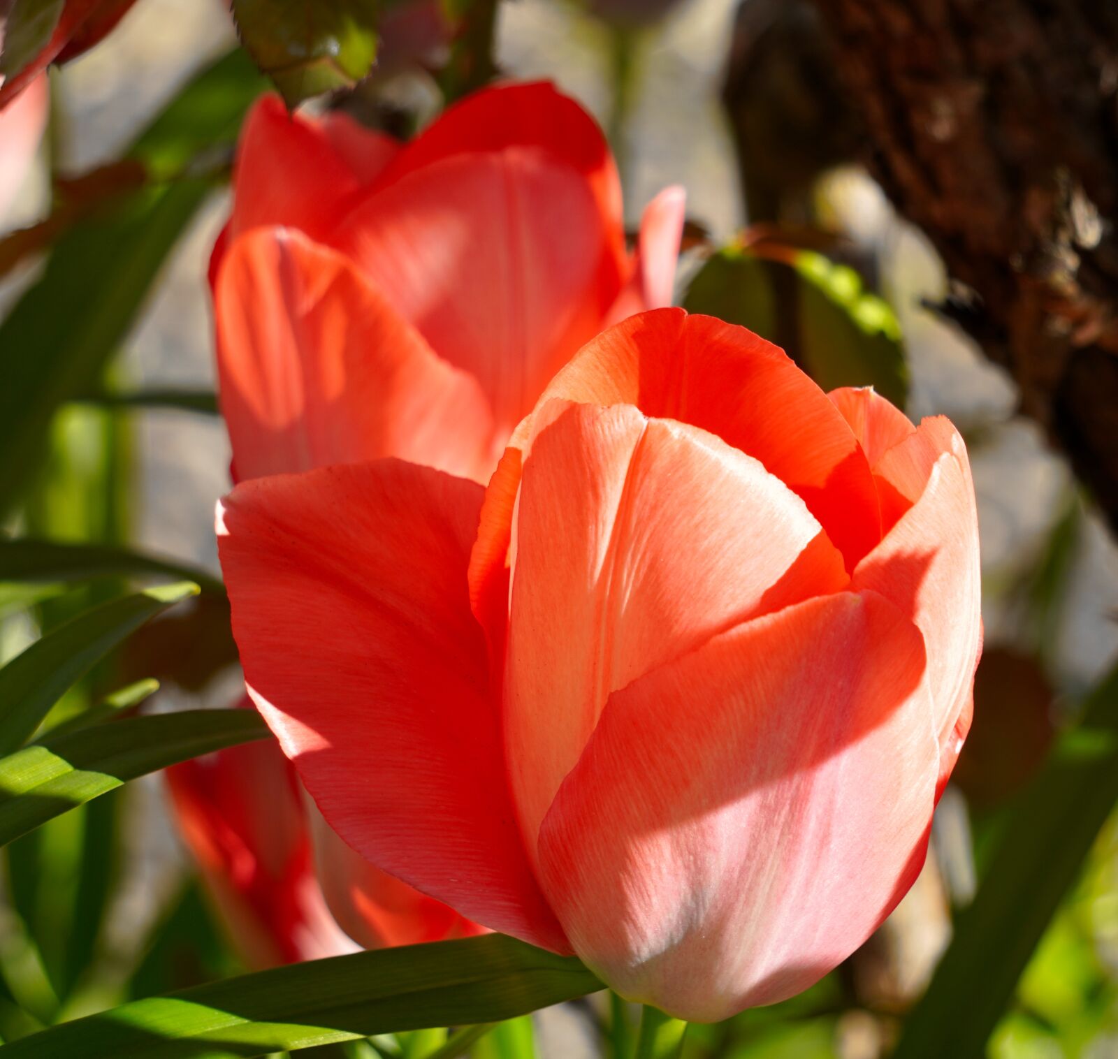 Sony a6400 + Sony E 55-210mm F4.5-6.3 OSS sample photo. Tulips, blossom, bloom photography