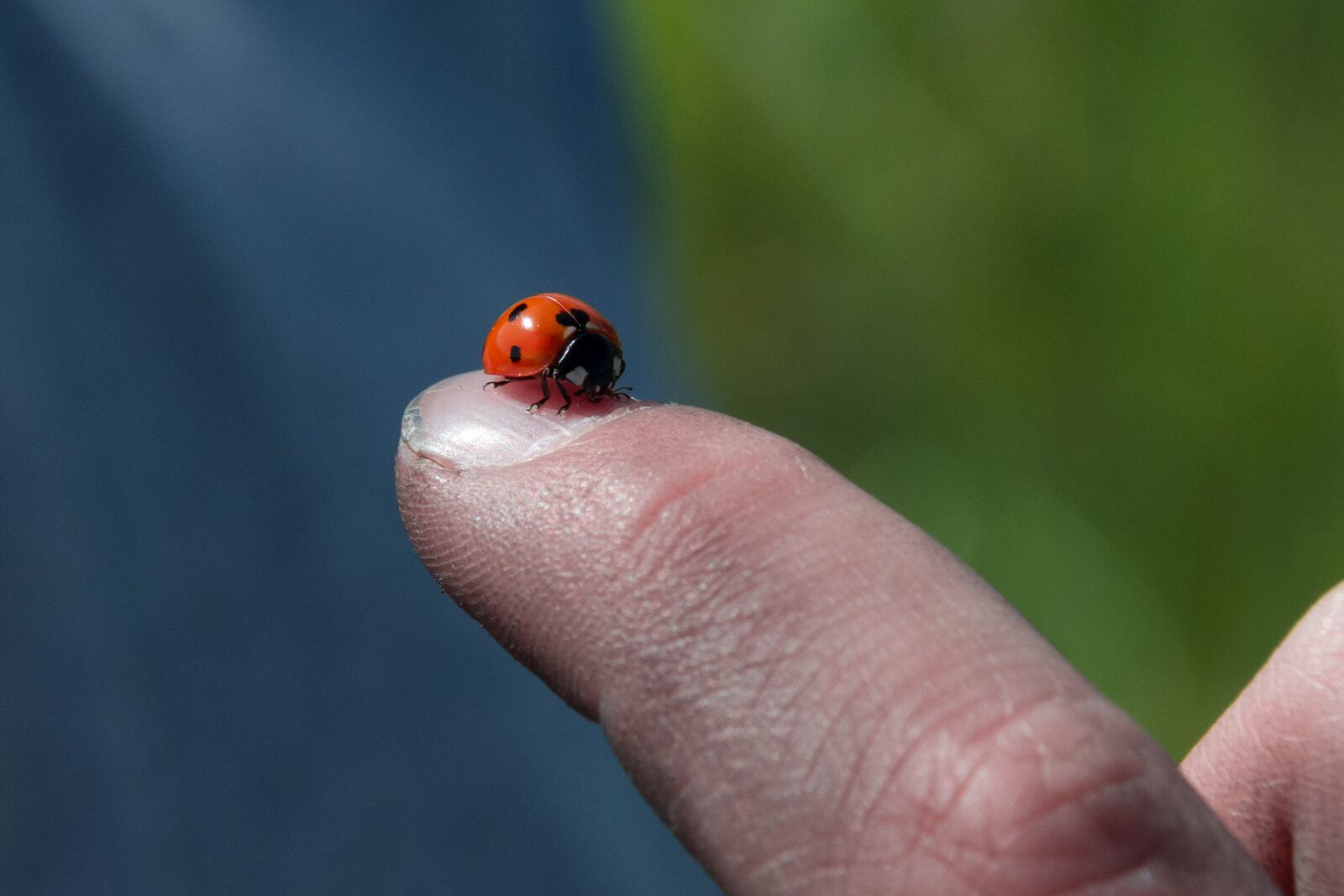 Nikon D7100 sample photo. Insect, outdoors, nature photography
