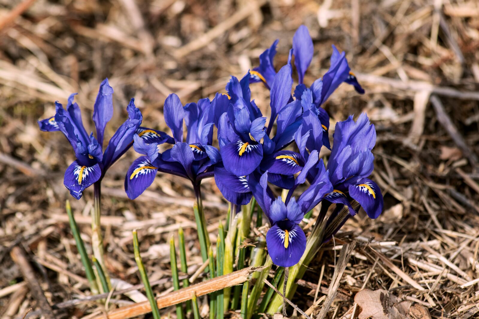 Canon EF 70-300mm F4-5.6 IS USM sample photo. Iris, iris flowers, flowers photography