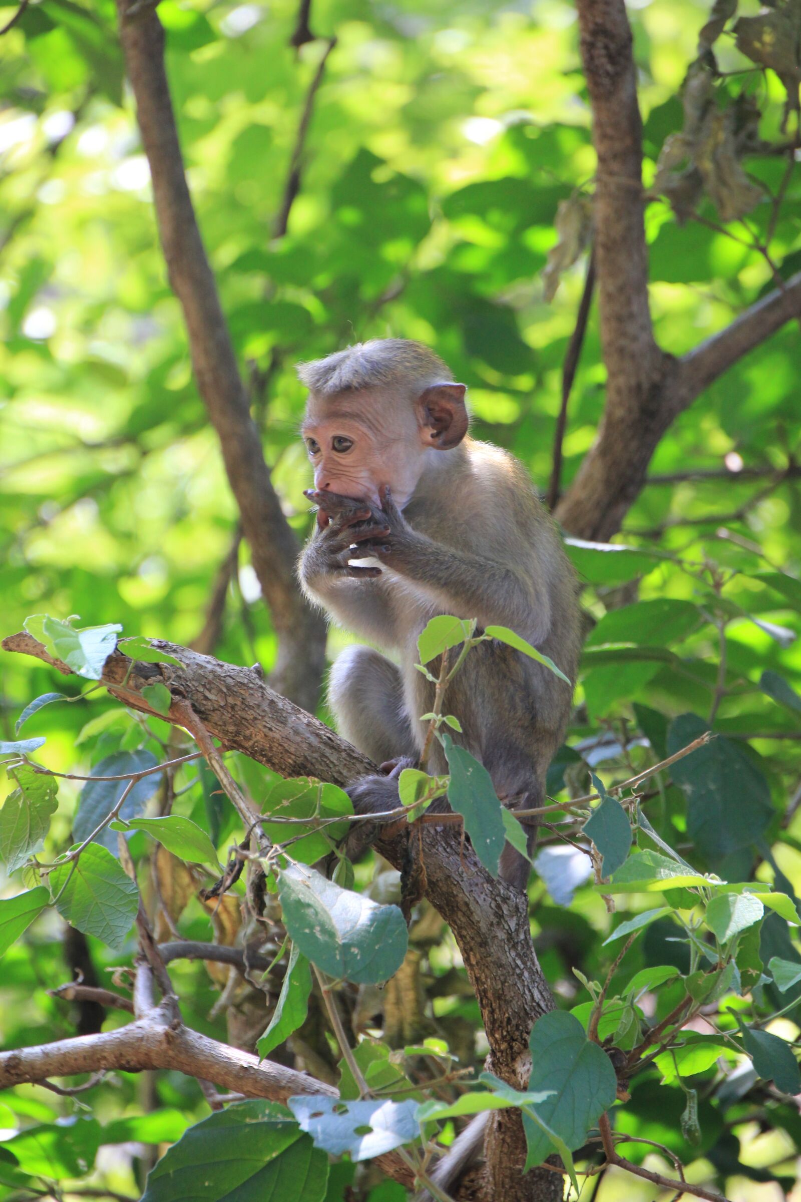 Canon EOS 550D (EOS Rebel T2i / EOS Kiss X4) sample photo. Monkey, makake, cute photography