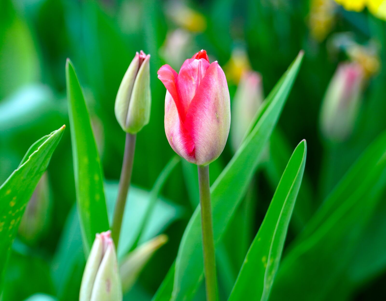 Sony E PZ 18-105mm F4 G OSS sample photo. Tulip, blossom, bloom photography