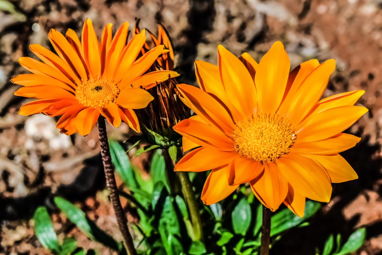 Nikon D3300 sample photo. Gazania, flower, orange photography