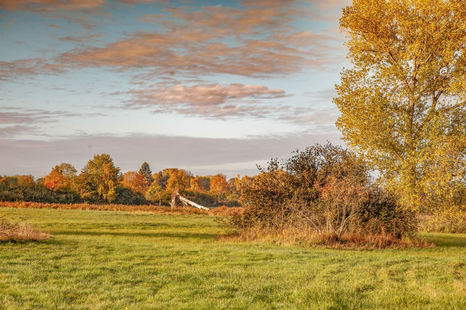 Nikon D700 sample photo. Autumn, meadow, trees photography