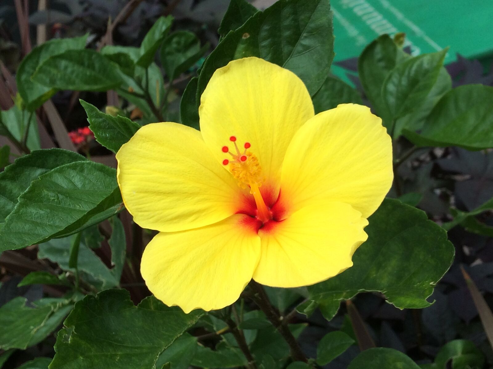 iPhone 5s back camera 4.15mm f/2.2 sample photo. Flower, yellow, garden photography