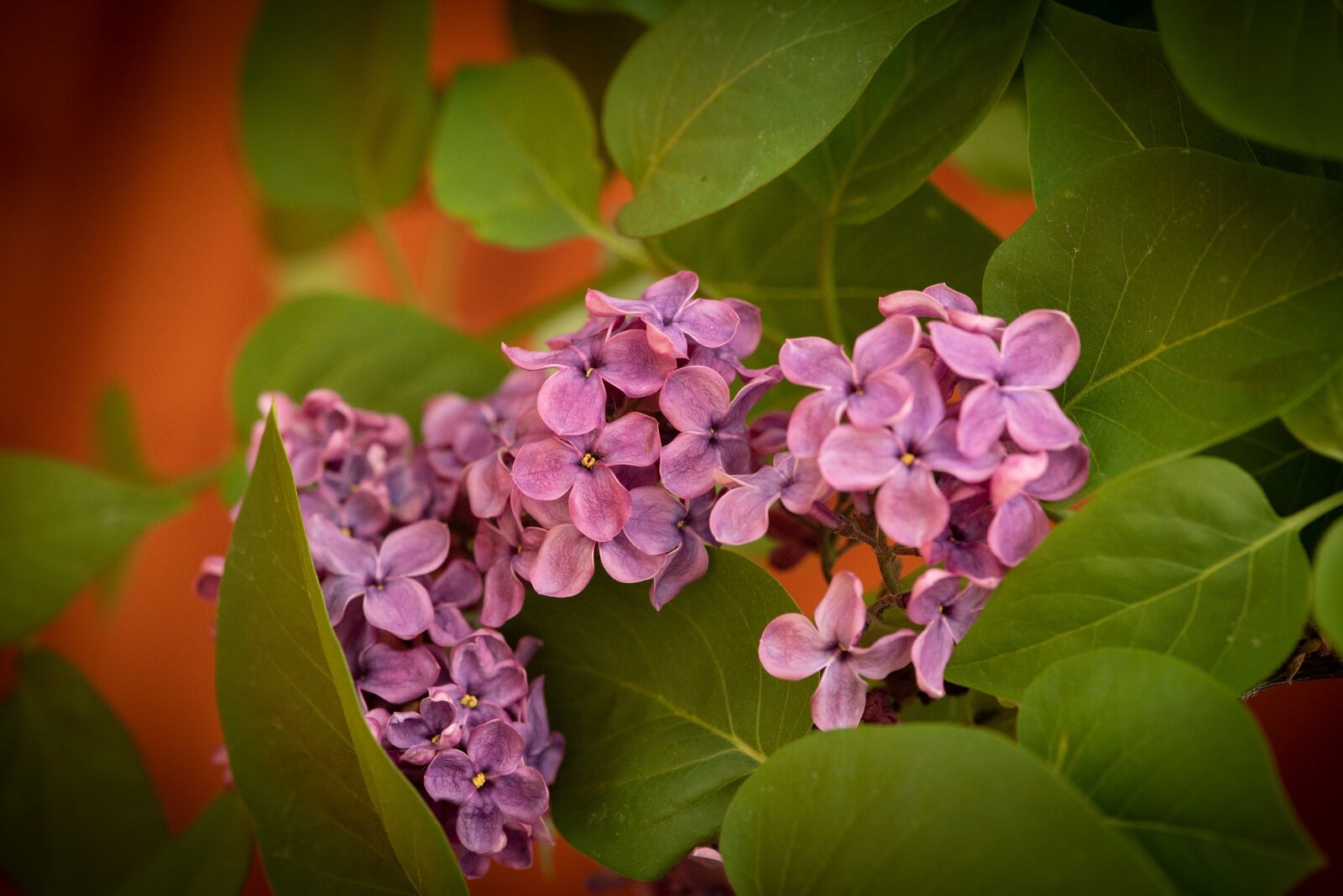 Nikon D750 sample photo. Lilac, flowers, pink photography