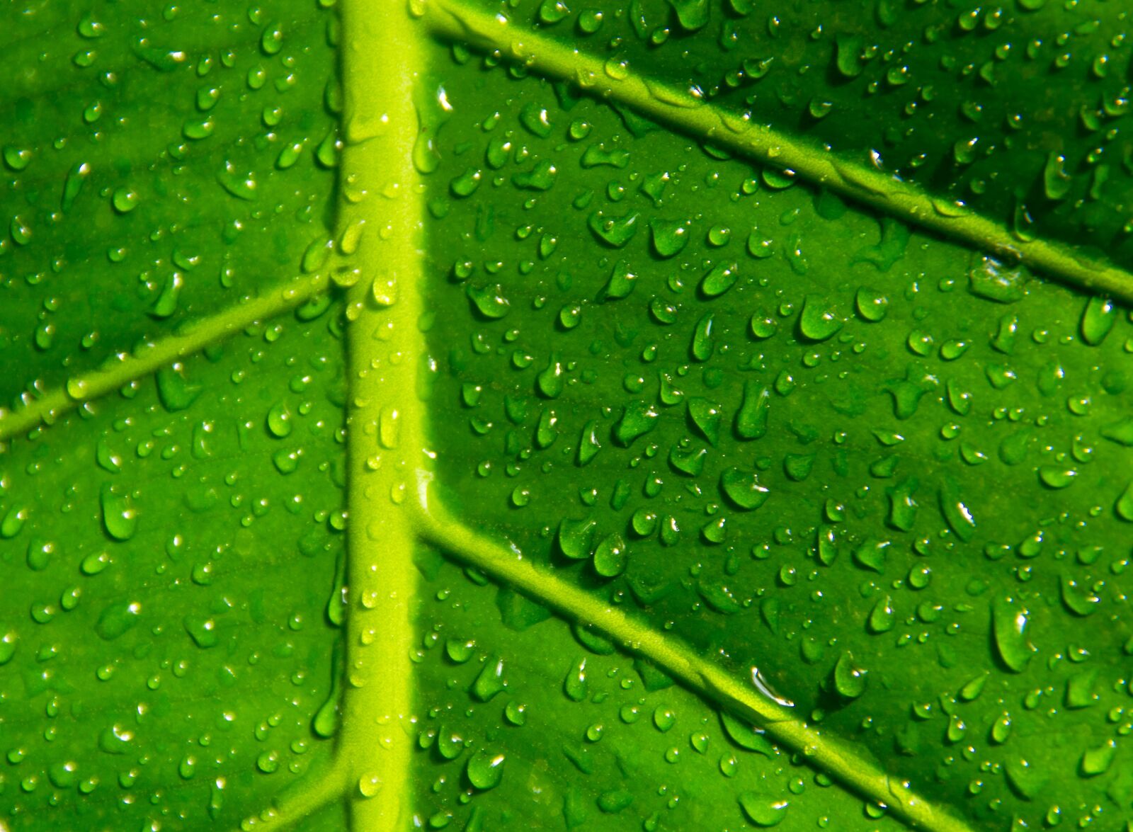 Canon EOS 550D (EOS Rebel T2i / EOS Kiss X4) sample photo. Green, leaf, waterdrops photography