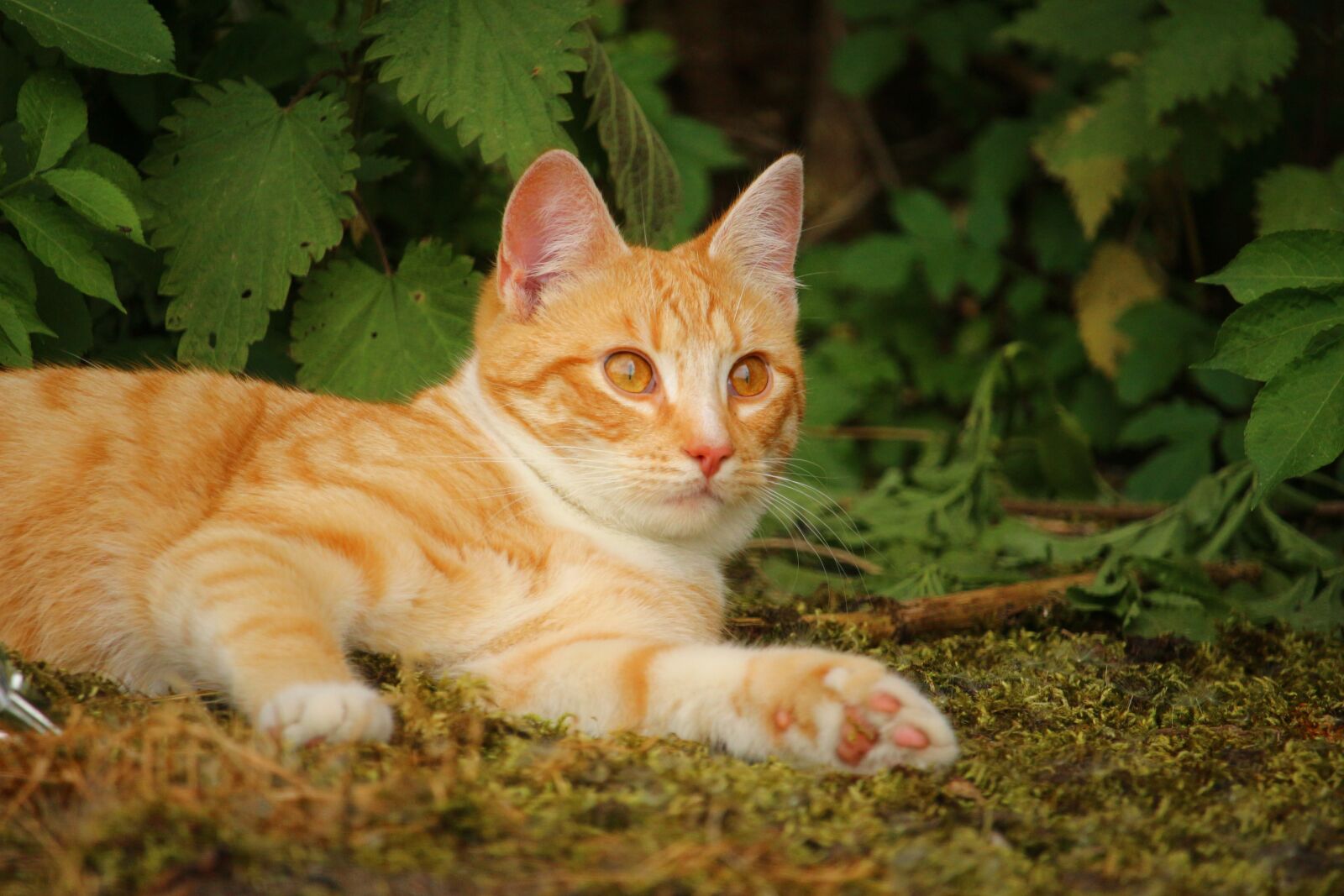 Canon EOS 100D (EOS Rebel SL1 / EOS Kiss X7) sample photo. Cat, mieze, kitten photography