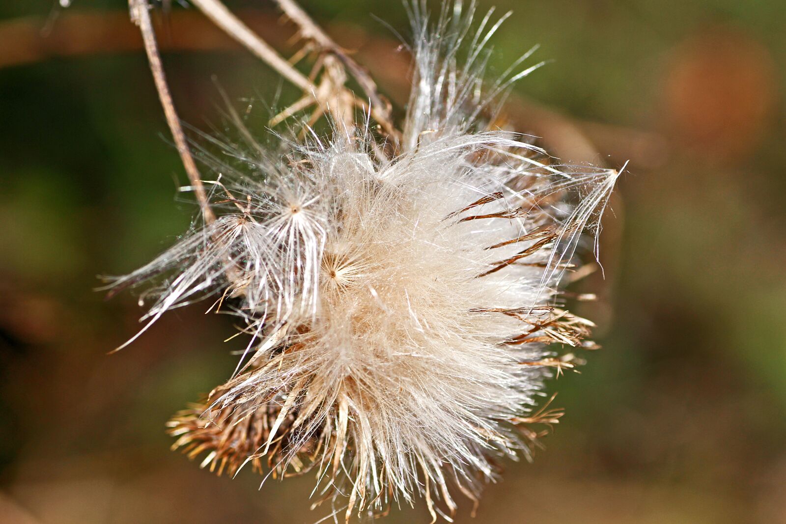 Canon EOS 650D (EOS Rebel T4i / EOS Kiss X6i) sample photo. Thistle, seeds, wegdistel photography