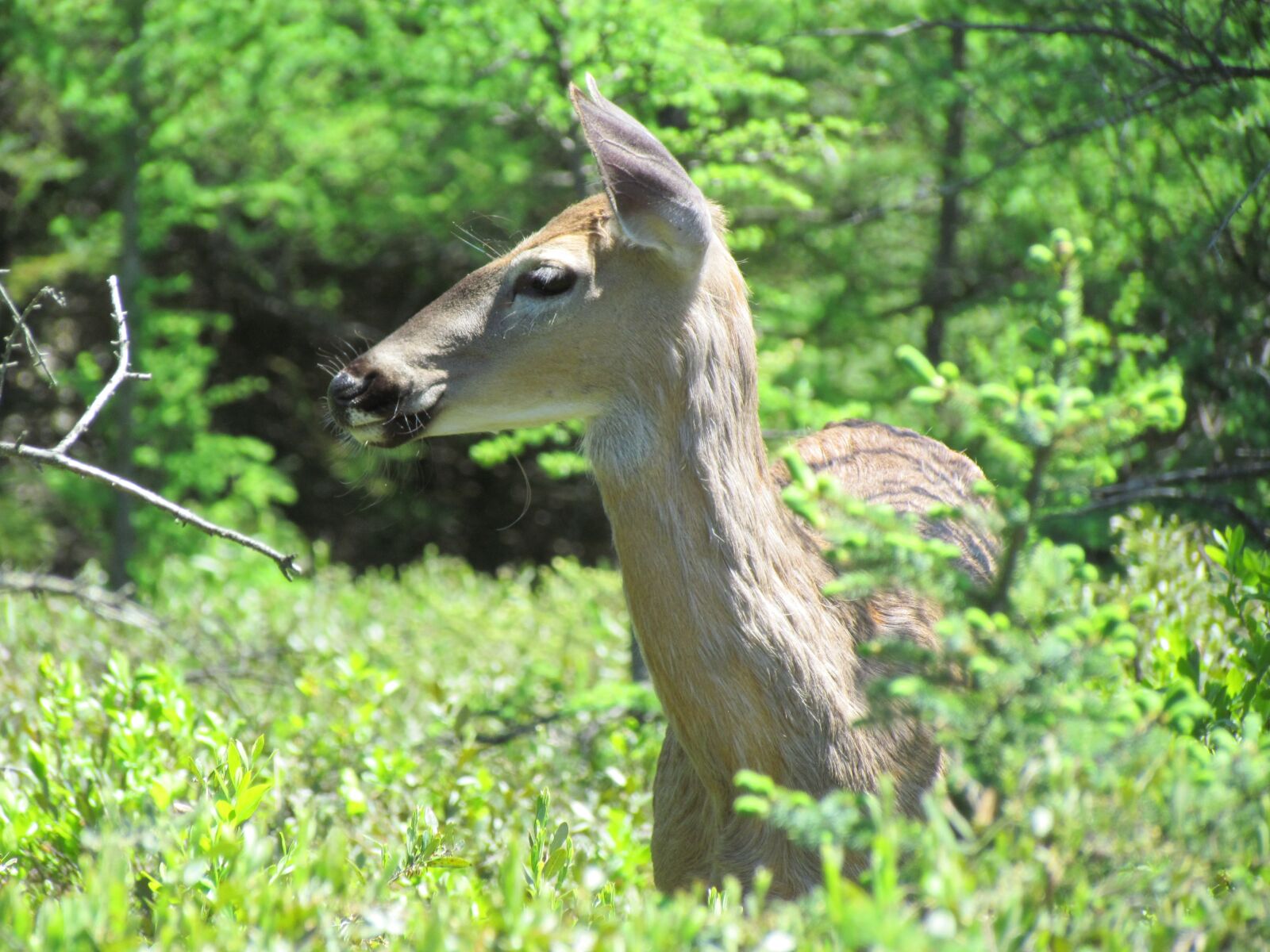 Canon PowerShot SX30 IS sample photo. Deer, female, wildlife photography