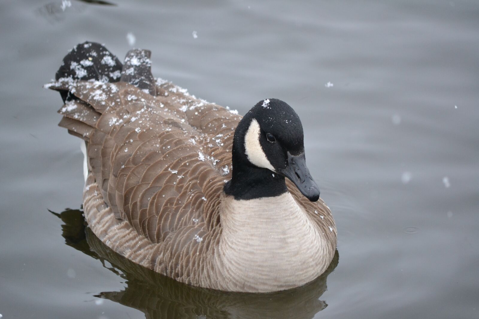 Nikon D3100 sample photo. Canadian goose, goose, water photography