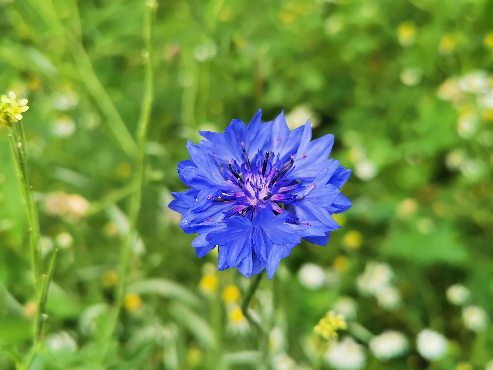 HUAWEI P30 sample photo. Flower, cornflower, blue photography