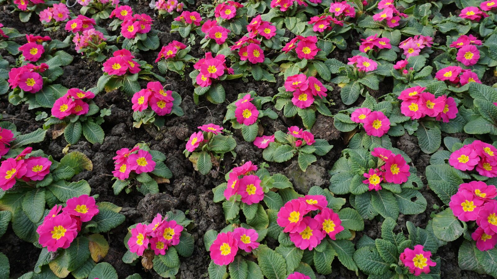 Sony a6000 sample photo. Flower, primrose, garden photography