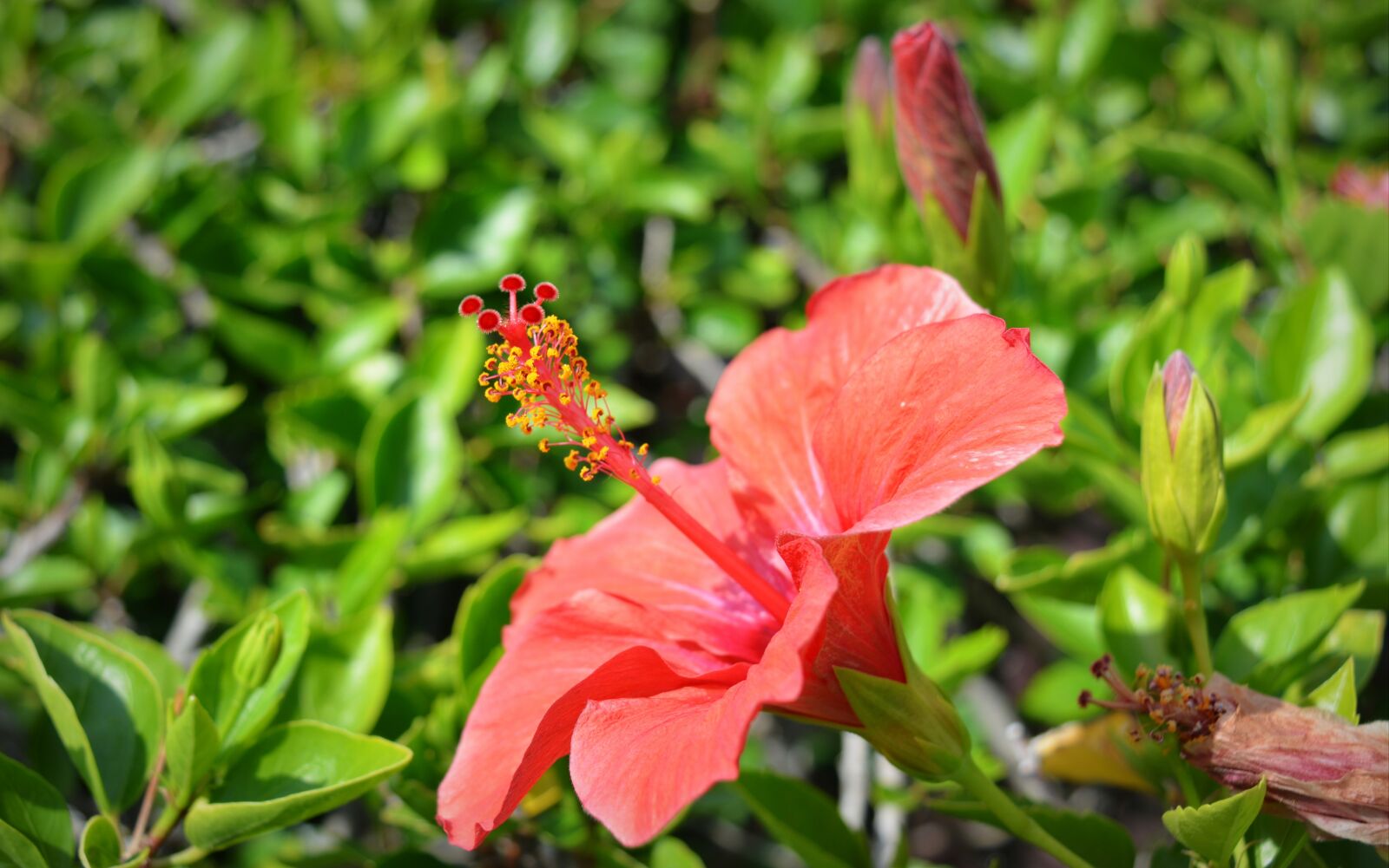 Nikon D5200 sample photo. Flowers, summer flowers, petals photography