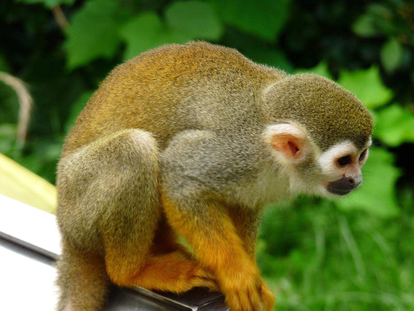 Panasonic Lumix DMC-FZ28 sample photo. Animal, monkey, green photography