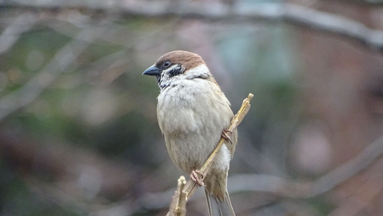 Sony Cyber-shot DSC-HX400V sample photo. Wildlife, new, nature photography