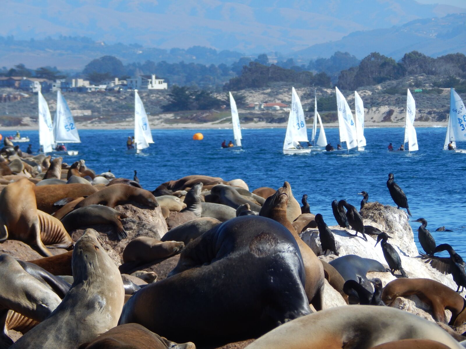Nikon Coolpix L830 sample photo. Animals, sea lions, sailboat photography