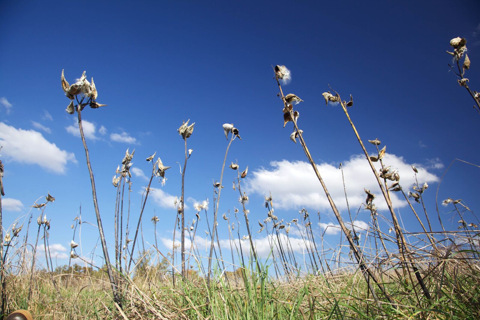 Canon EOS 5D Mark II sample photo. Milkweed, standing, blue, sky photography