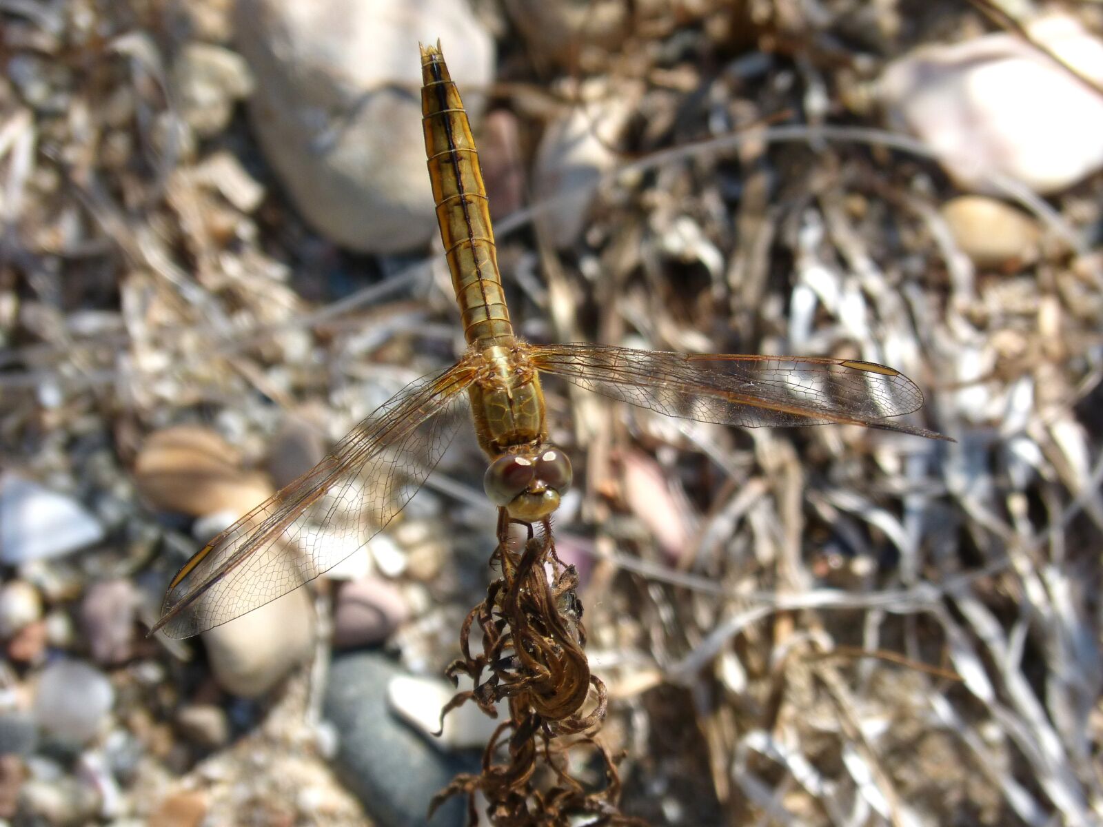 Panasonic DMC-FZ62 sample photo. Dragonfly, golden, insects photography
