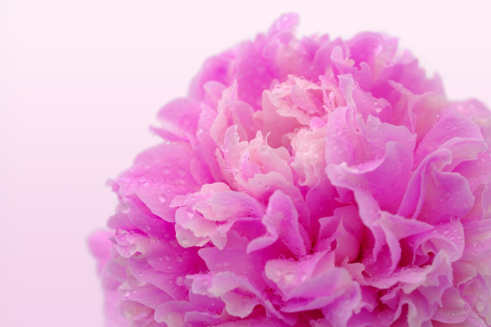 Fujifilm X-T2 + Fujifilm XF 80mm F2.8 R LM OIS WR Macro sample photo. Peony, rose, wellness photography