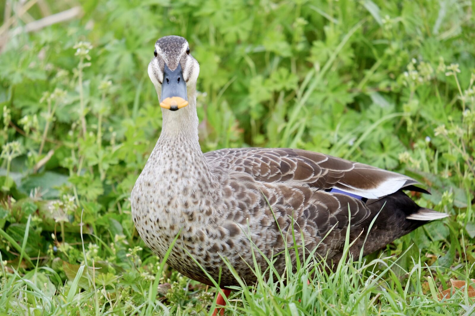 Fujifilm XF 55-200mm F3.5-4.8 R LM OIS sample photo. Duck, bird, front face photography