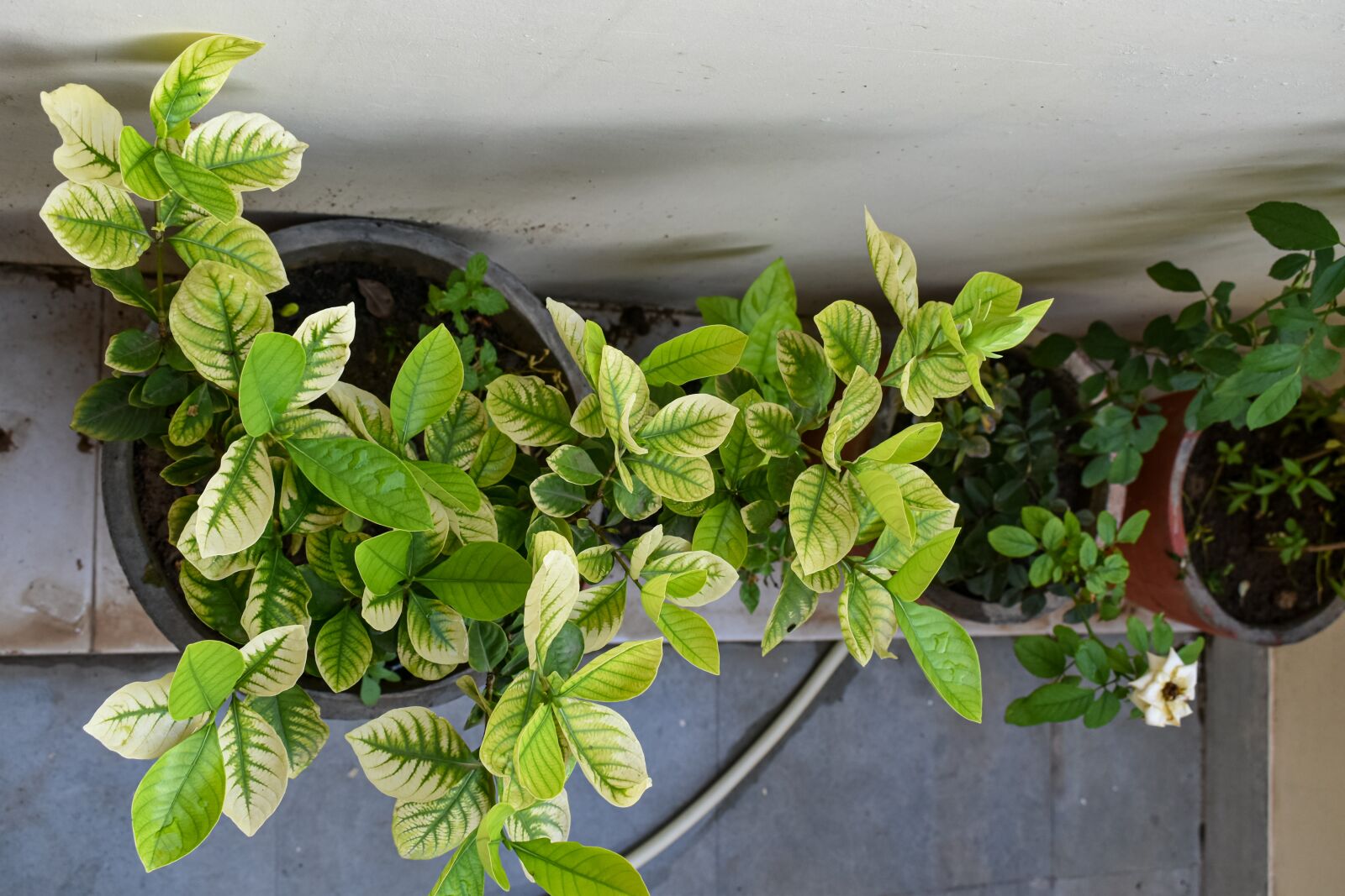 Nikon D3500 sample photo. Green, plant, leaf photography