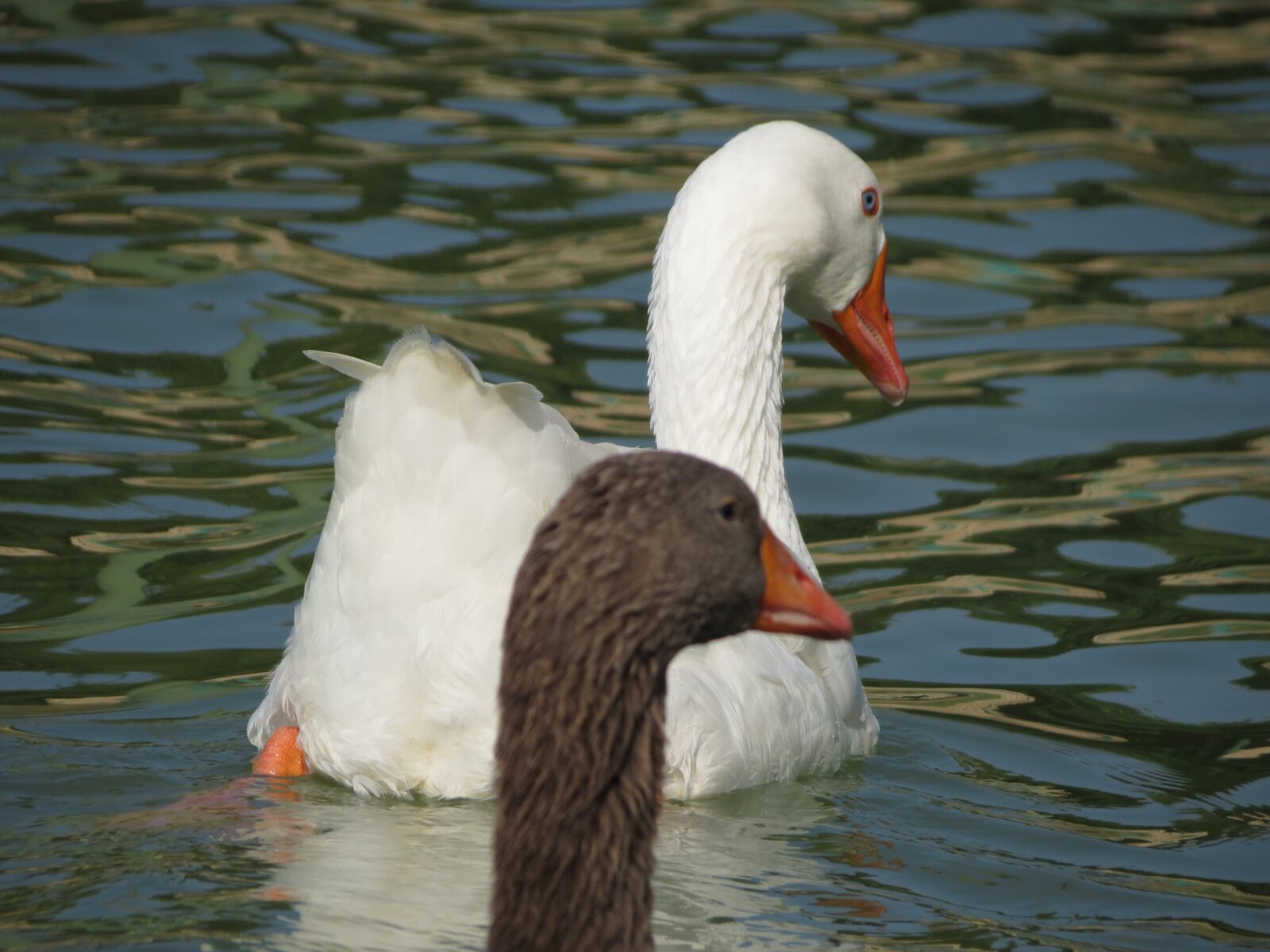 Canon PowerShot SX40 HS sample photo. Geese, water, birds photography