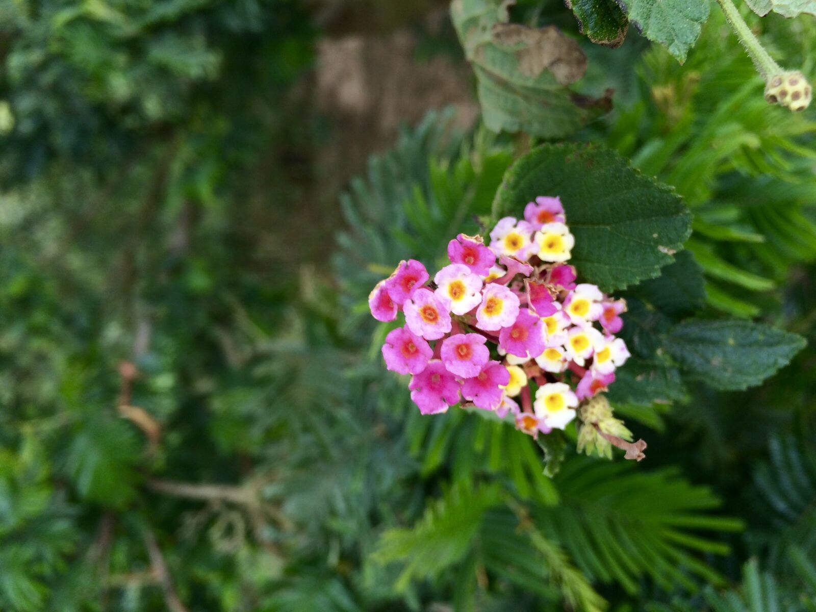 Apple iPhone sample photo. Small, colourful, flowers photography