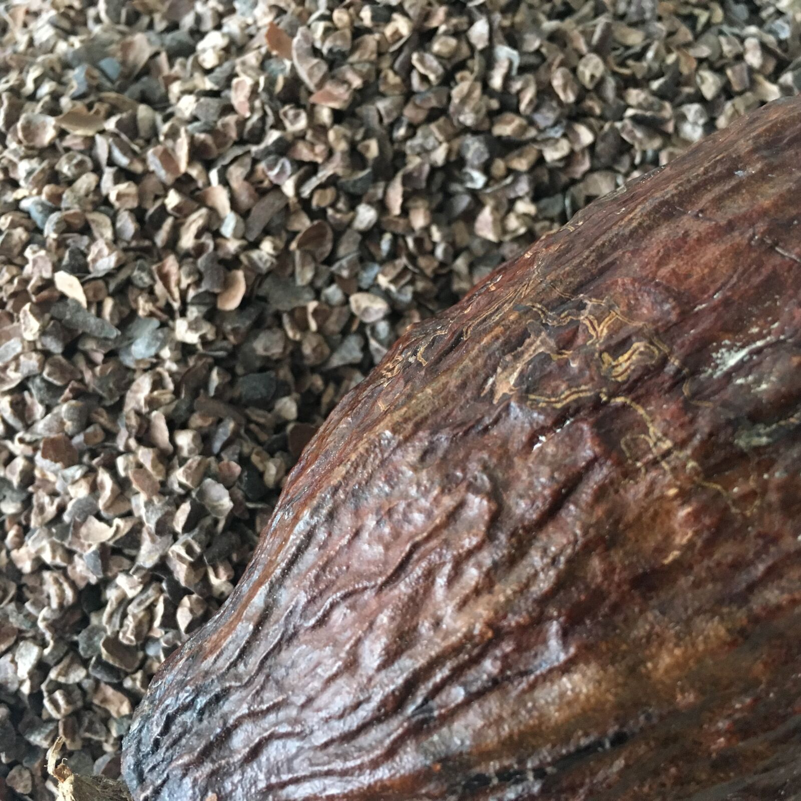 iPhone 6s back camera 4.15mm f/2.2 sample photo. Cocoa nibs, cocoa, cacao photography