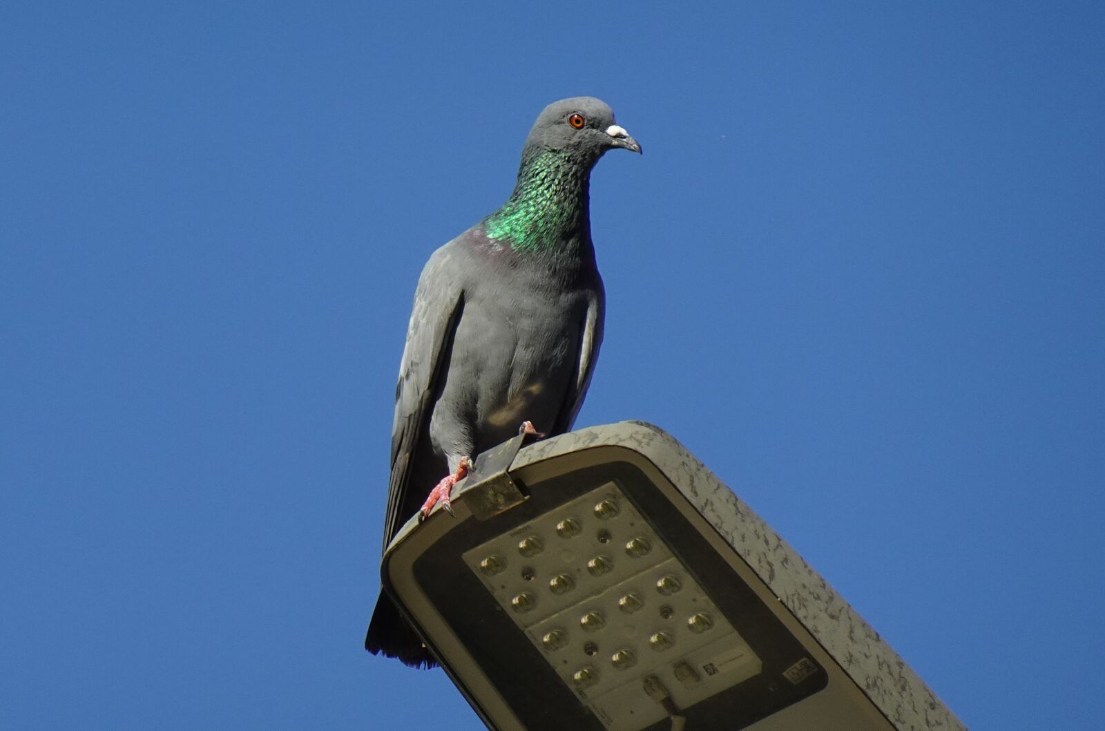 Sony DSC-WX800 sample photo. Bird, rock dove, rock photography