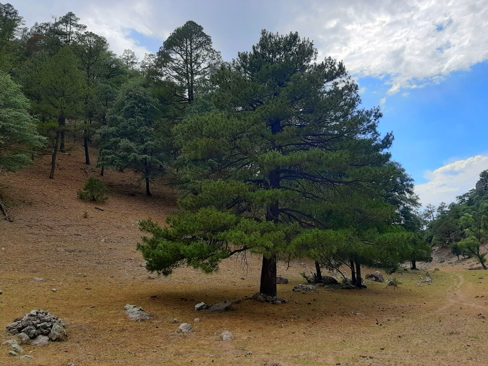 Samsung Galaxy A50 sample photo. Tree, pine, green photography