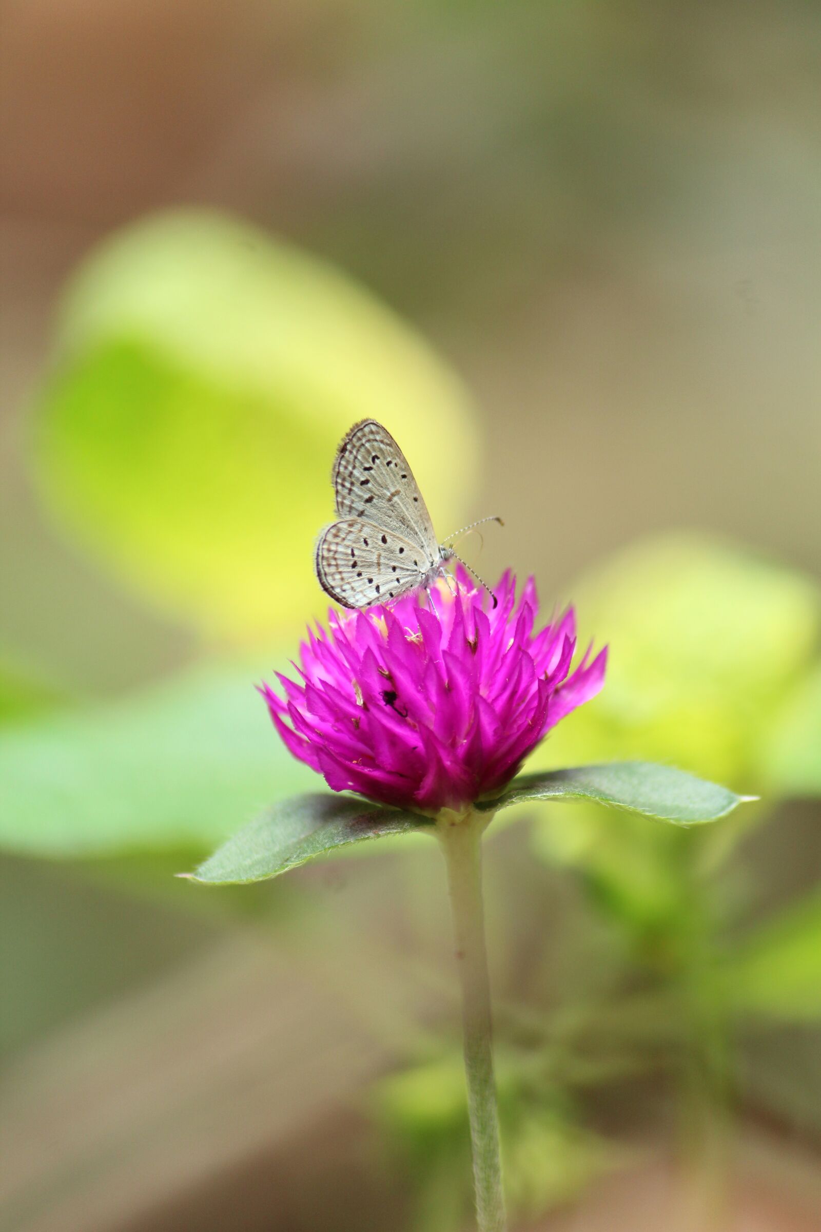 Canon EOS 1300D (EOS Rebel T6 / EOS Kiss X80) sample photo. Nature, insect, butterfly photography