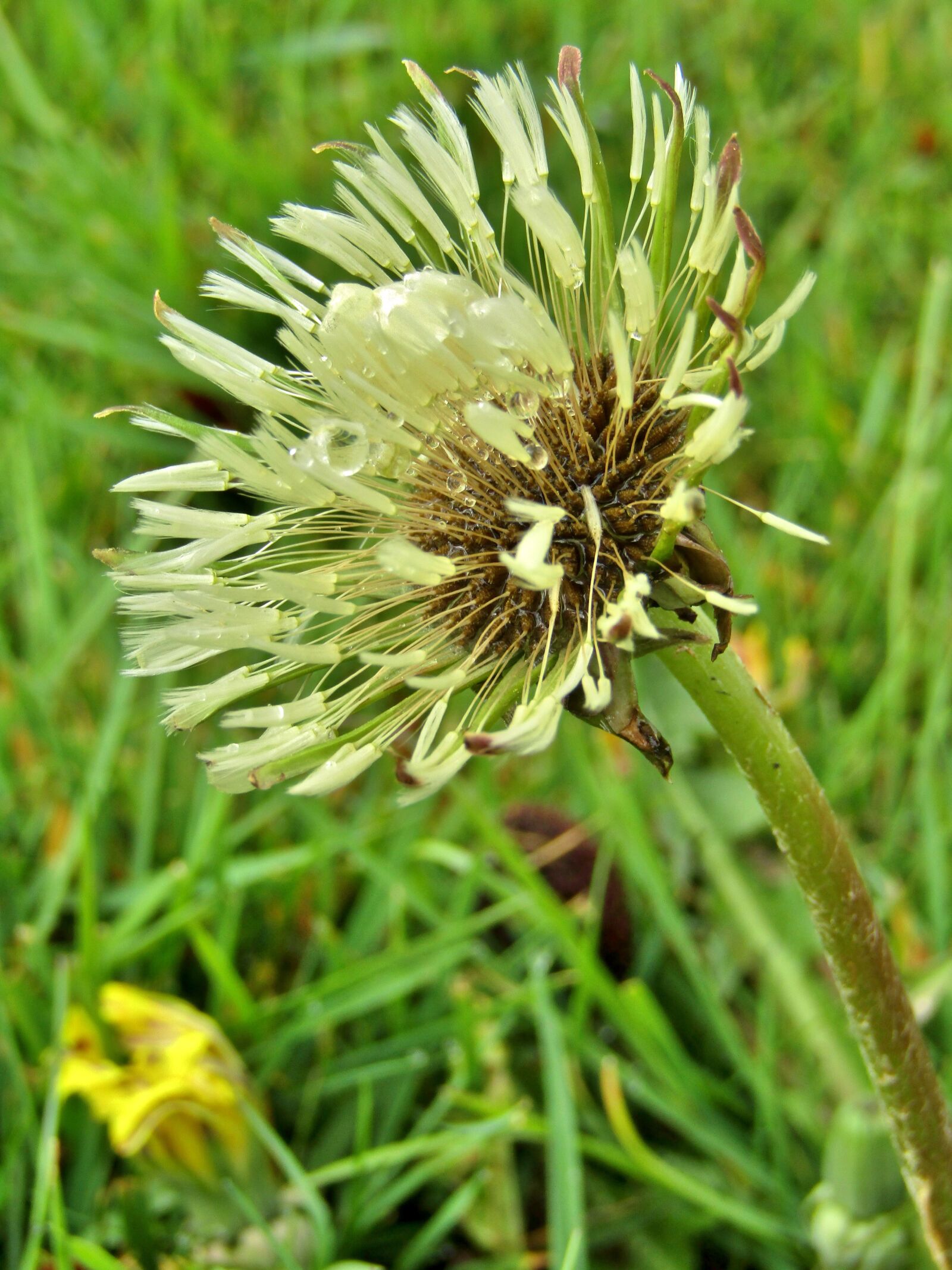 Canon POWERSHOT SX432 IS sample photo. Dandelion, wet, close up photography