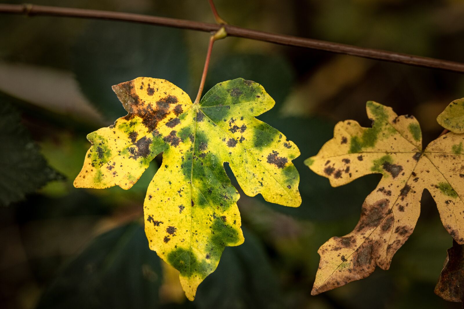 Canon EOS R sample photo. Autumn, leaf, yellow photography