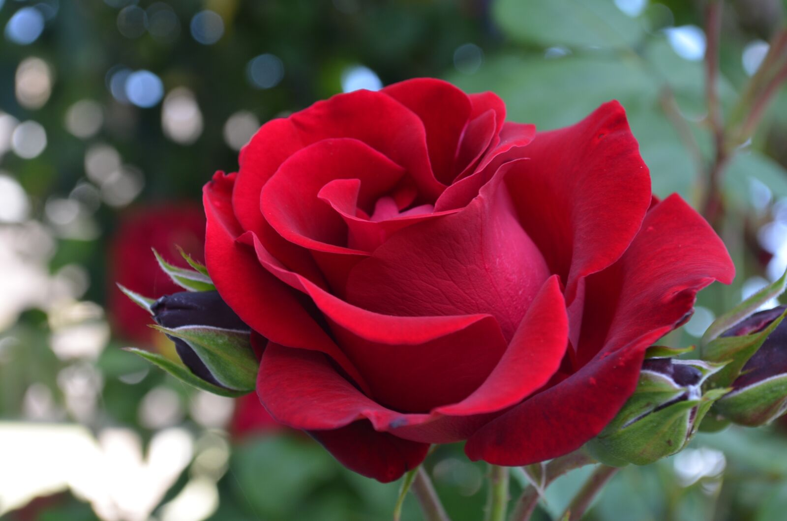 Nikon D5100 sample photo. Rose, flowers, bloom photography
