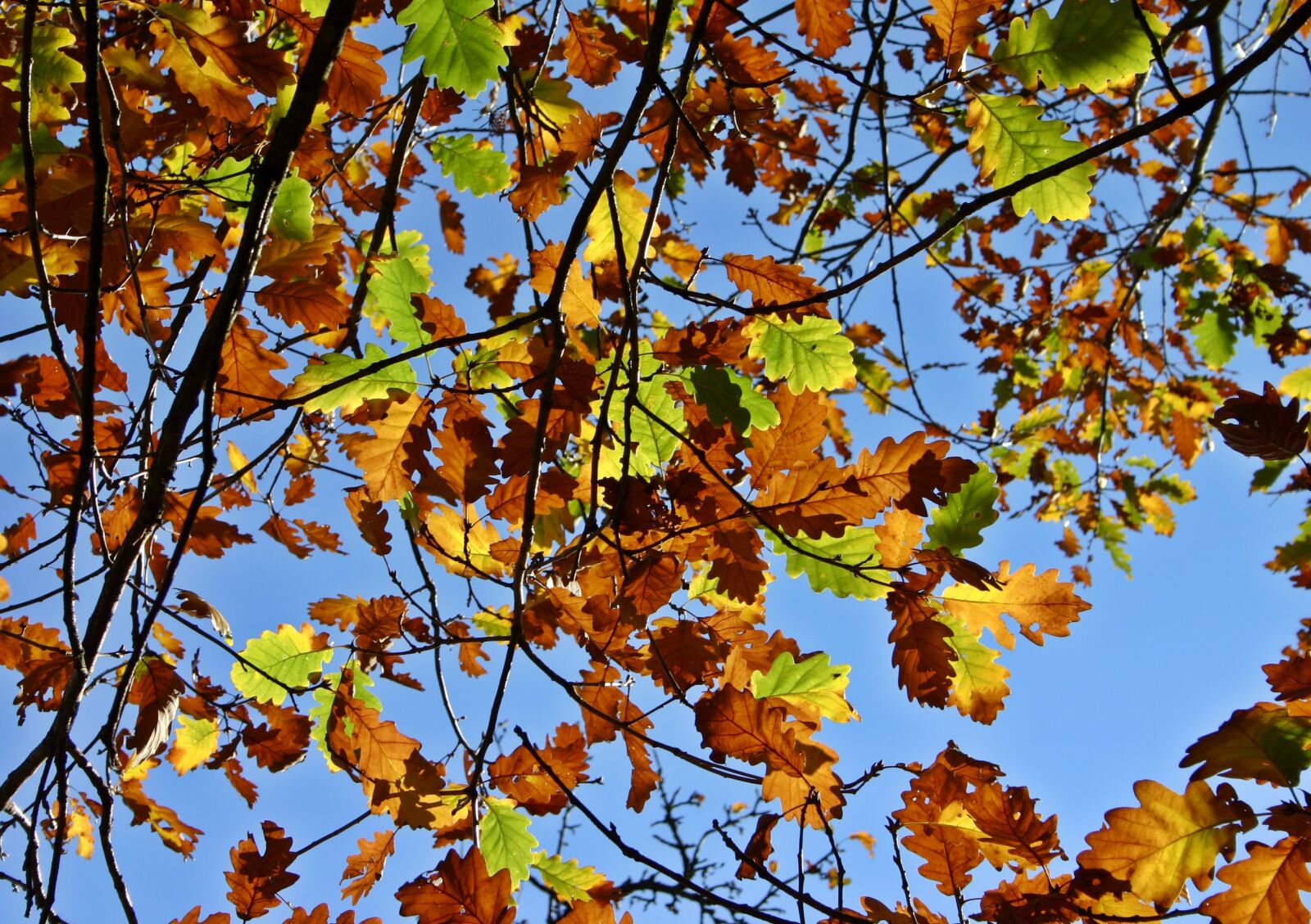 Canon EOS 300D (EOS Digital Rebel / EOS Kiss Digital) sample photo. Fall foliage, oak leaves photography