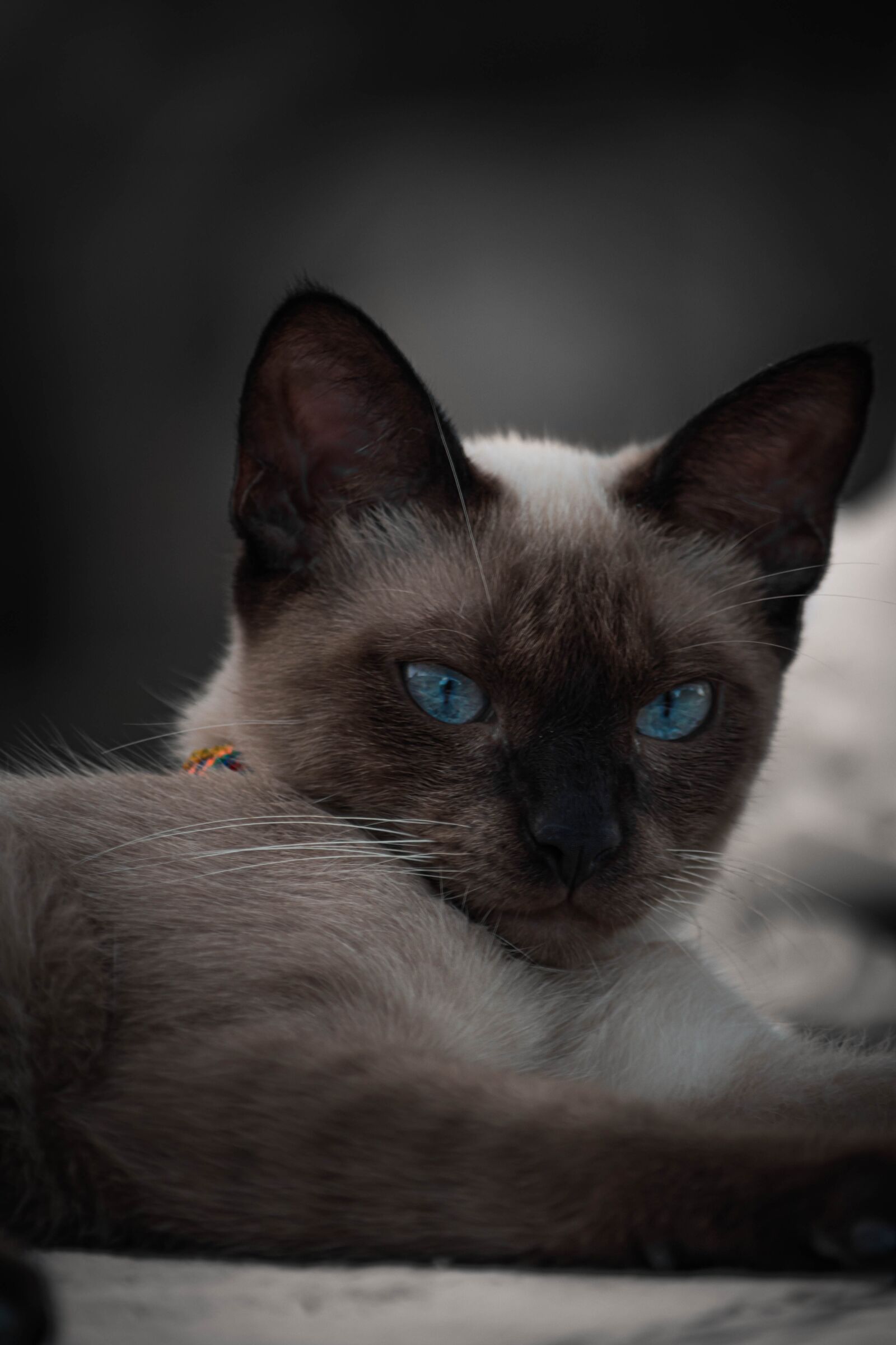 Nikon D5500 sample photo. Siamese, cat, cats photography