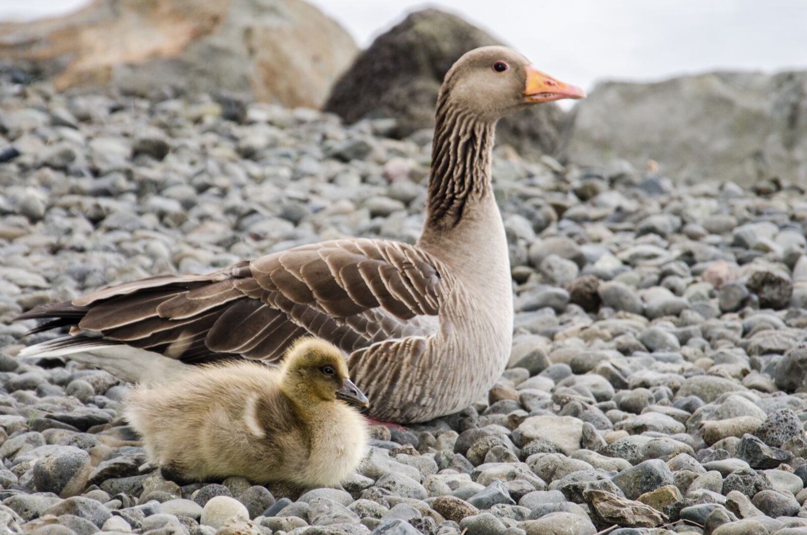 Nikon D7000 sample photo. Goose, bird, stone photography
