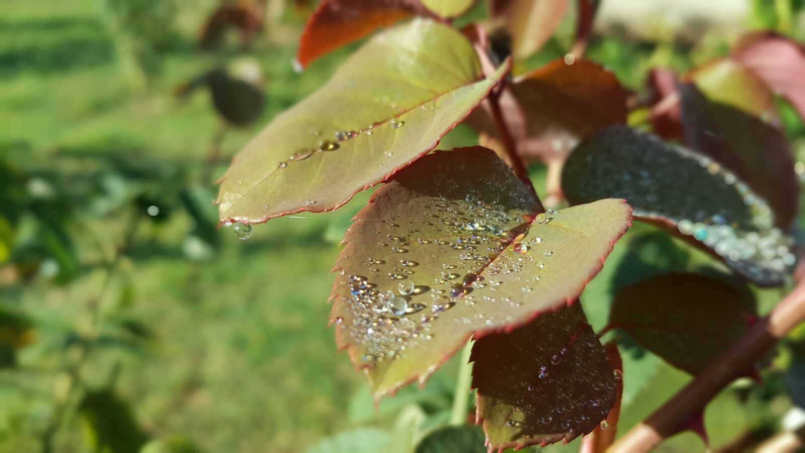 Samsung Galaxy Note5 sample photo. Leaves, raindrops, nature photography