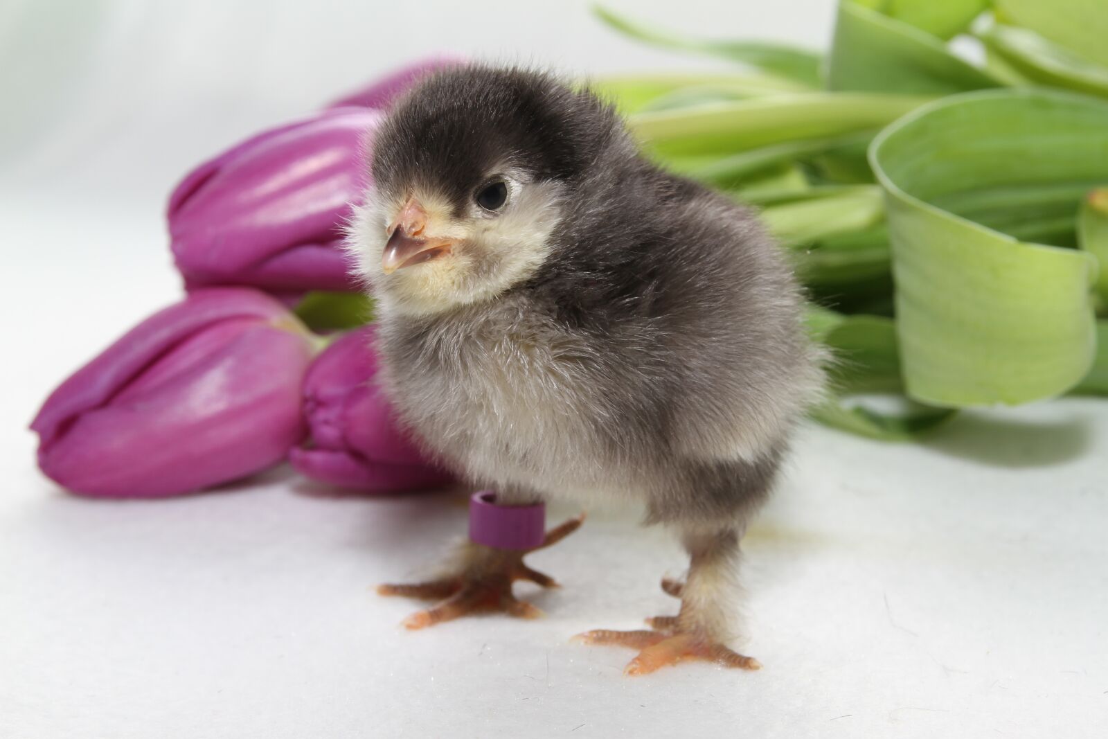 Canon EOS 7D sample photo. Chicks, spring, easter photography
