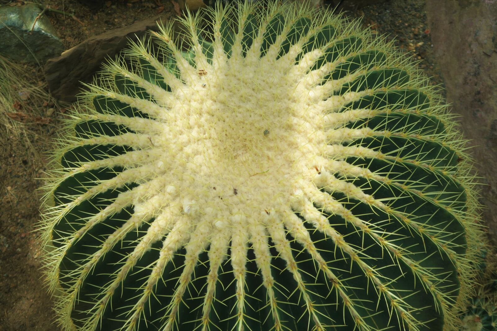 Canon PowerShot G7 X sample photo. Cactus, nature, botanical photography