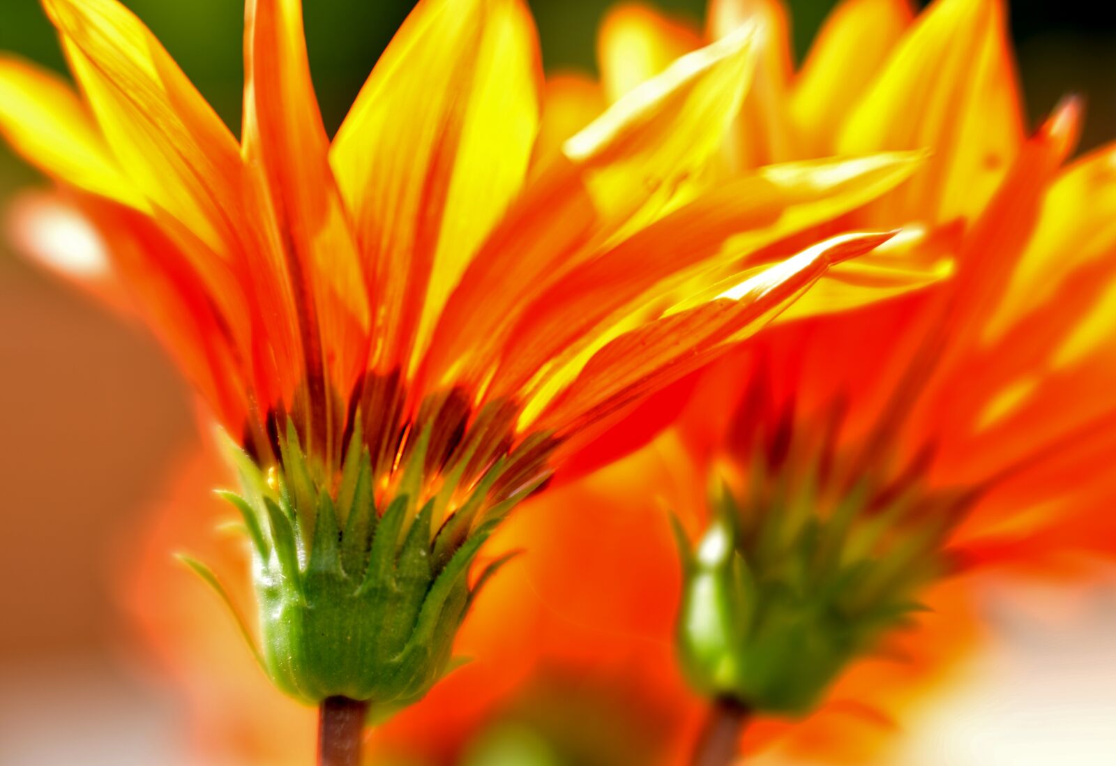 Nikon D600 sample photo. Gazania, flowers, yellow photography