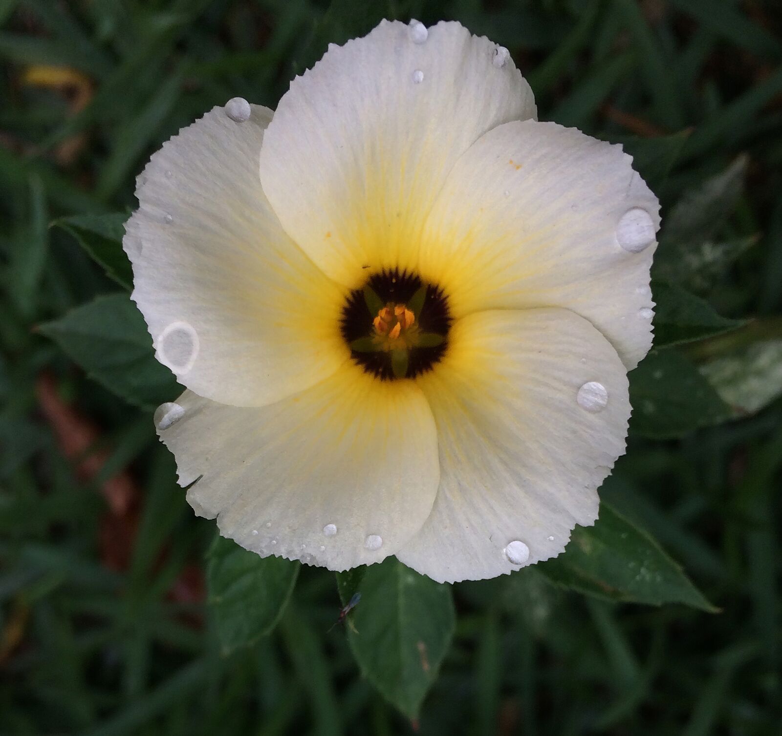 iPhone 5s back camera 4.15mm f/2.2 sample photo. Flower, petals, leaves photography