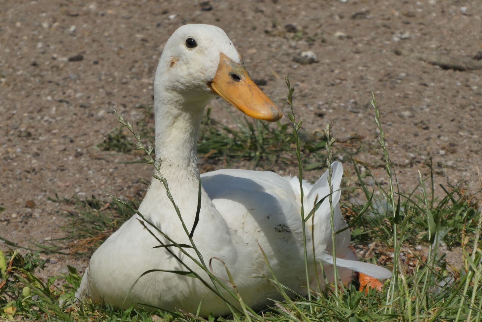 Panasonic Lumix DC-ZS70 (Lumix DC-TZ90) sample photo. White goose, beak, white photography