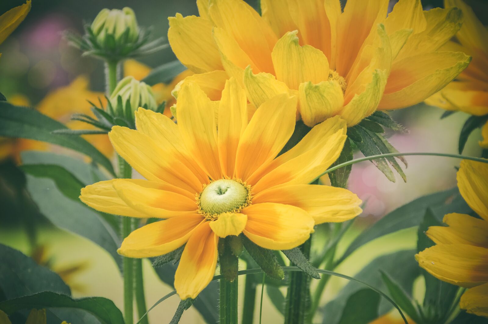 Nikon D3200 sample photo. Nature, flora, flower photography