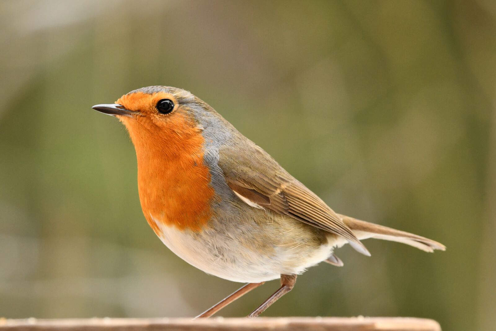 Nikon D7500 sample photo. Robin, bird, forest photography