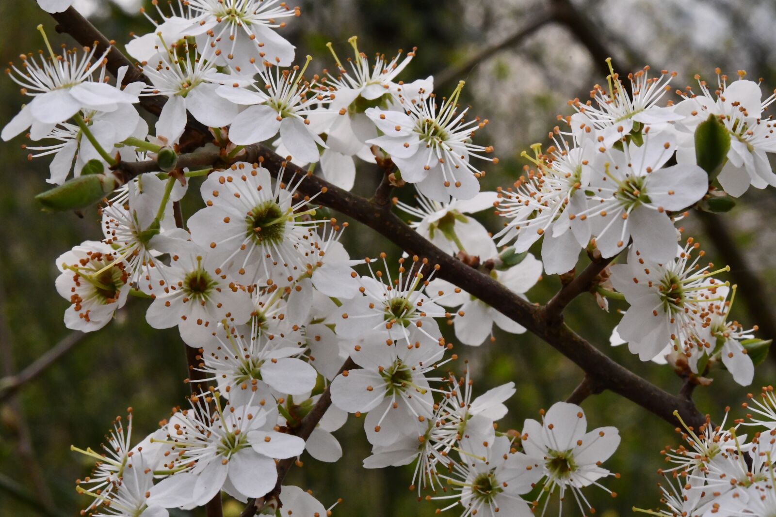Nikon D7500 sample photo. Flower, prunus, white photography