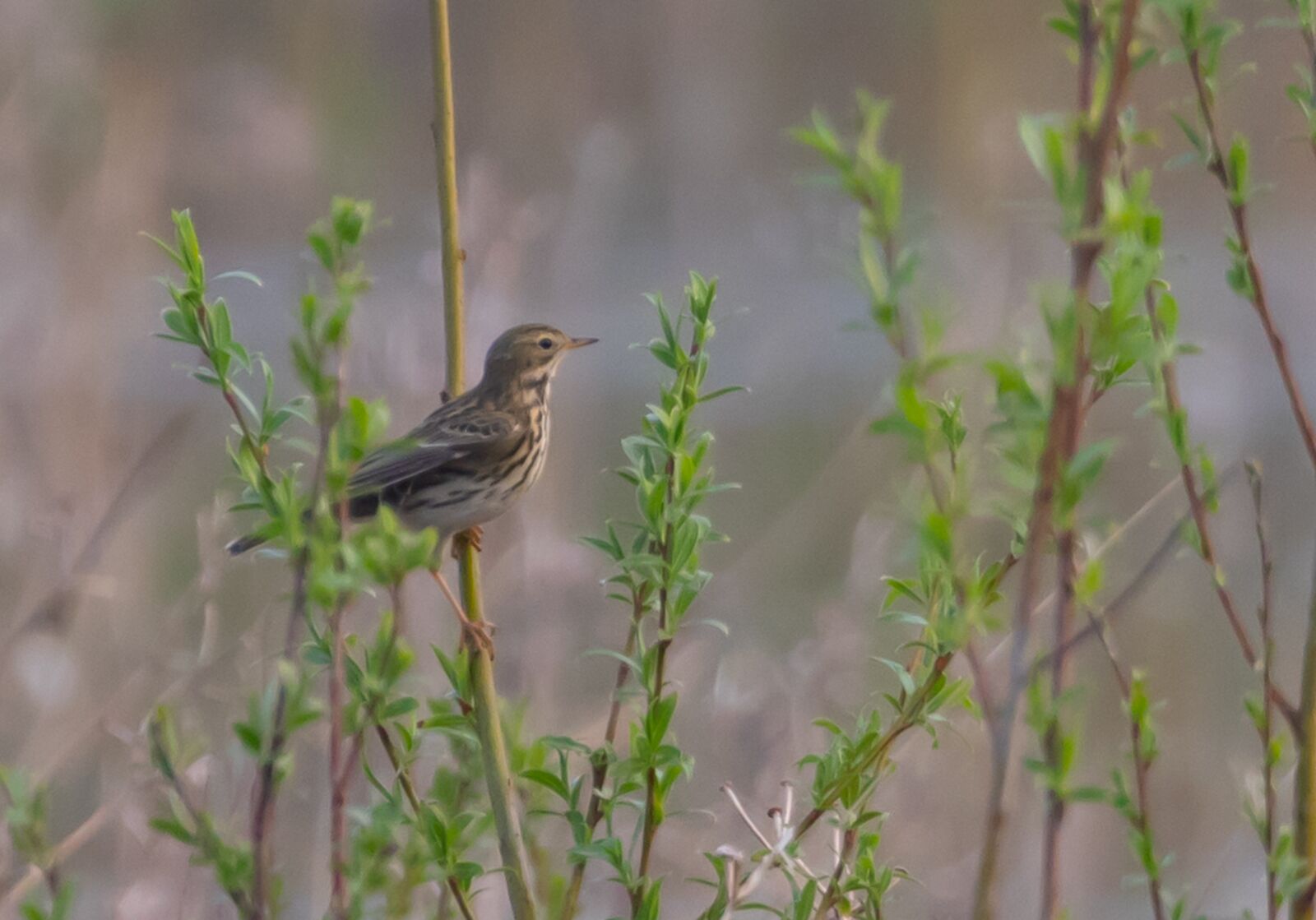 Canon EOS 7D Mark II sample photo. Meadow pipit, anthus pratensis photography