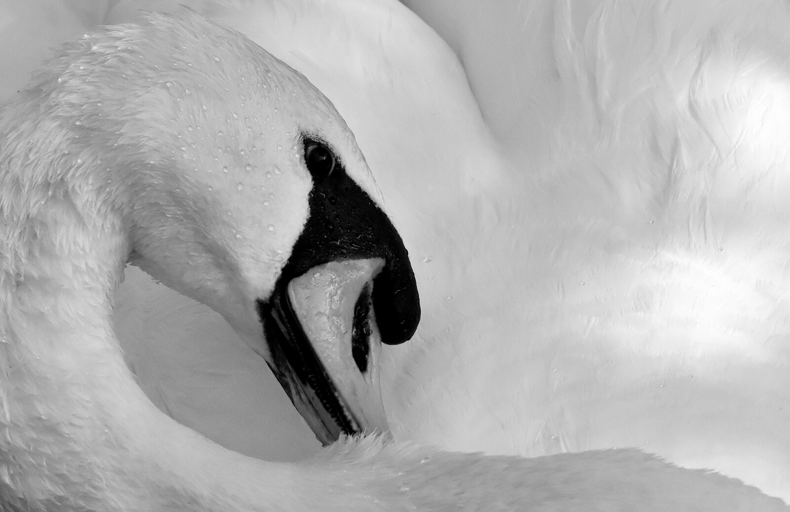 Nikon D7200 sample photo. Swan, feather, plumage photography