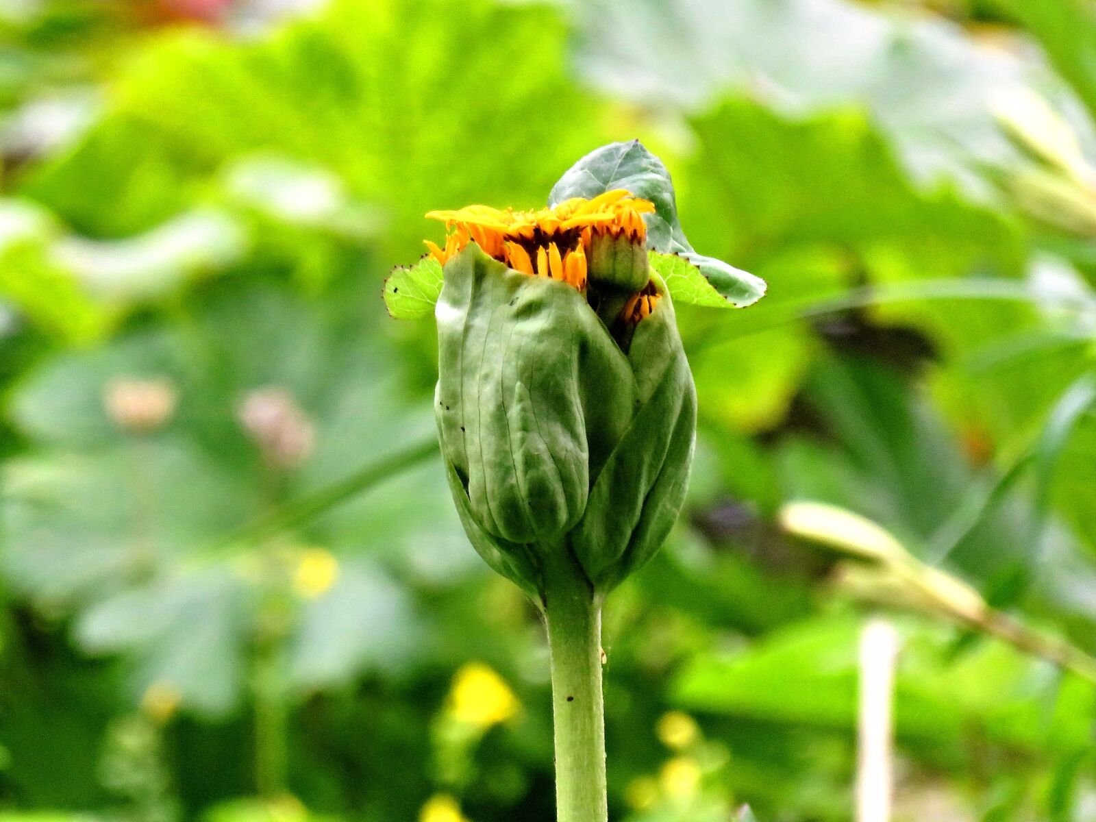 Почки подсолнуха. Бутон подсолнуха. Бутоны цветов. Бутон подсолнуха фото. Bud Flower.