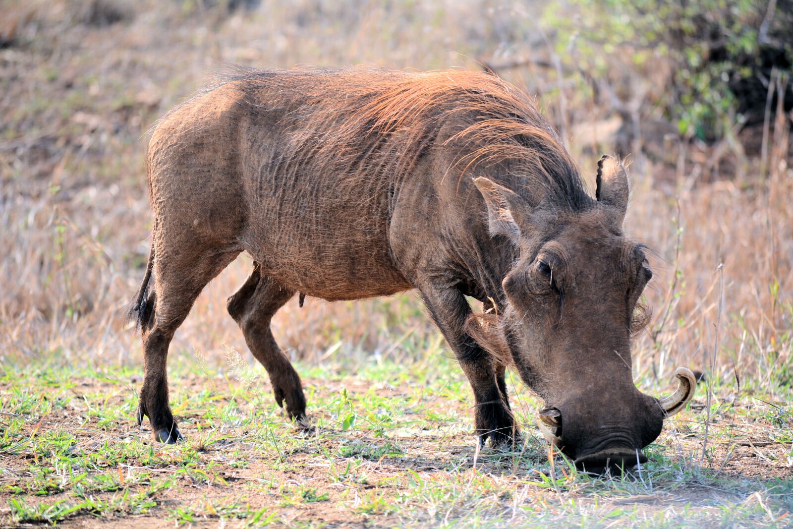 Nikon D5200 sample photo. Whartog, kruger park south photography
